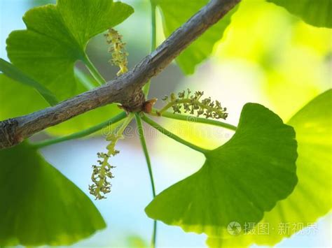 代表男性的花